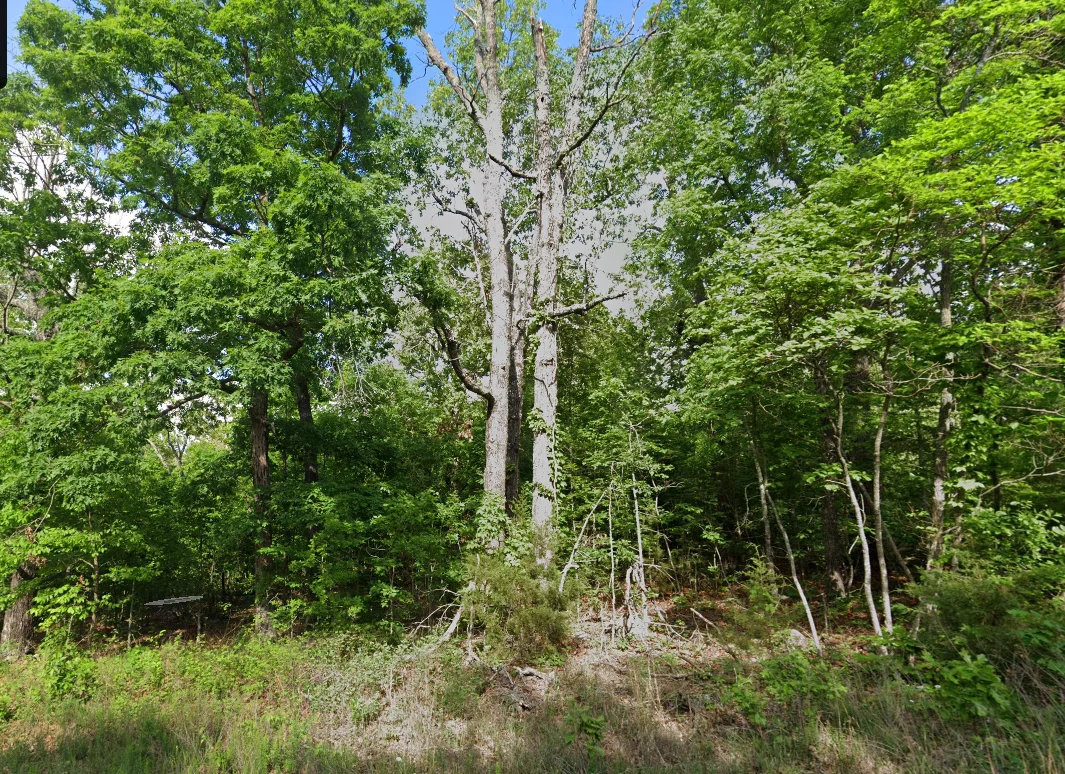 3 adjacent lots to spread out - 1.2 acres of Forest