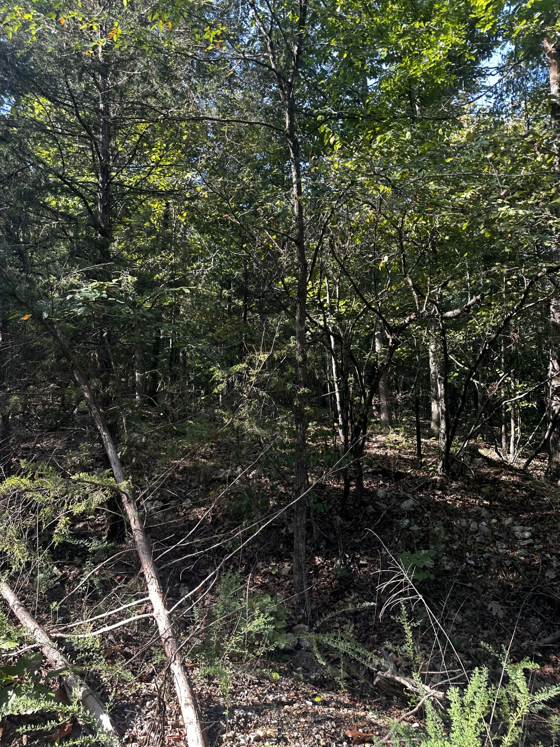 Hillside cul-de-sac - no bottom neighbor in sight