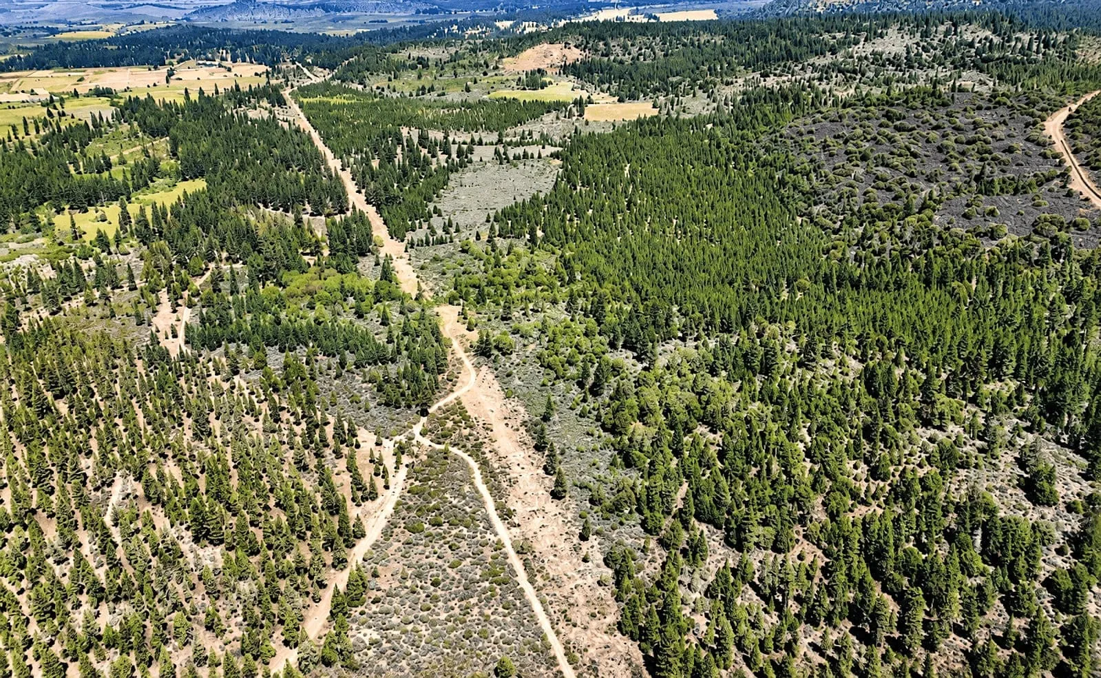 127.5 Acres in Weed, CA – Timber Land with Amazing Mount Shasta Views