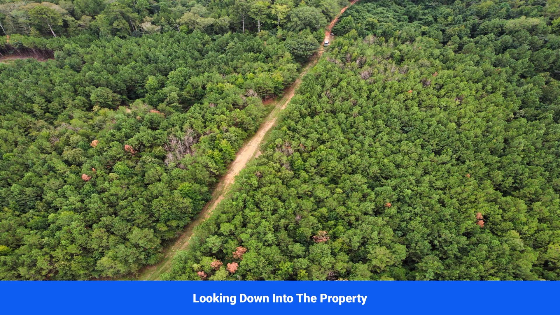 Decorative background for Discover Attala County’s Hidden Gem: 6 Premier Lots Offering Affordable Living and Unmatched Natural Beauty! image 13