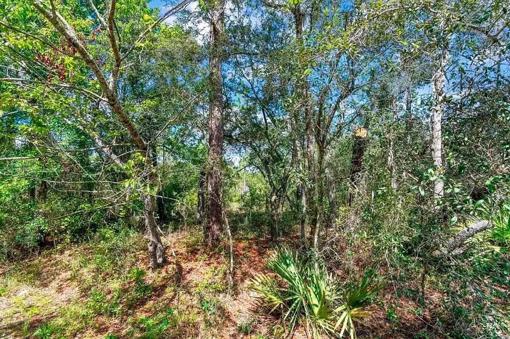 Spacious Building Lot with Power close to Lake Weir - Image 2