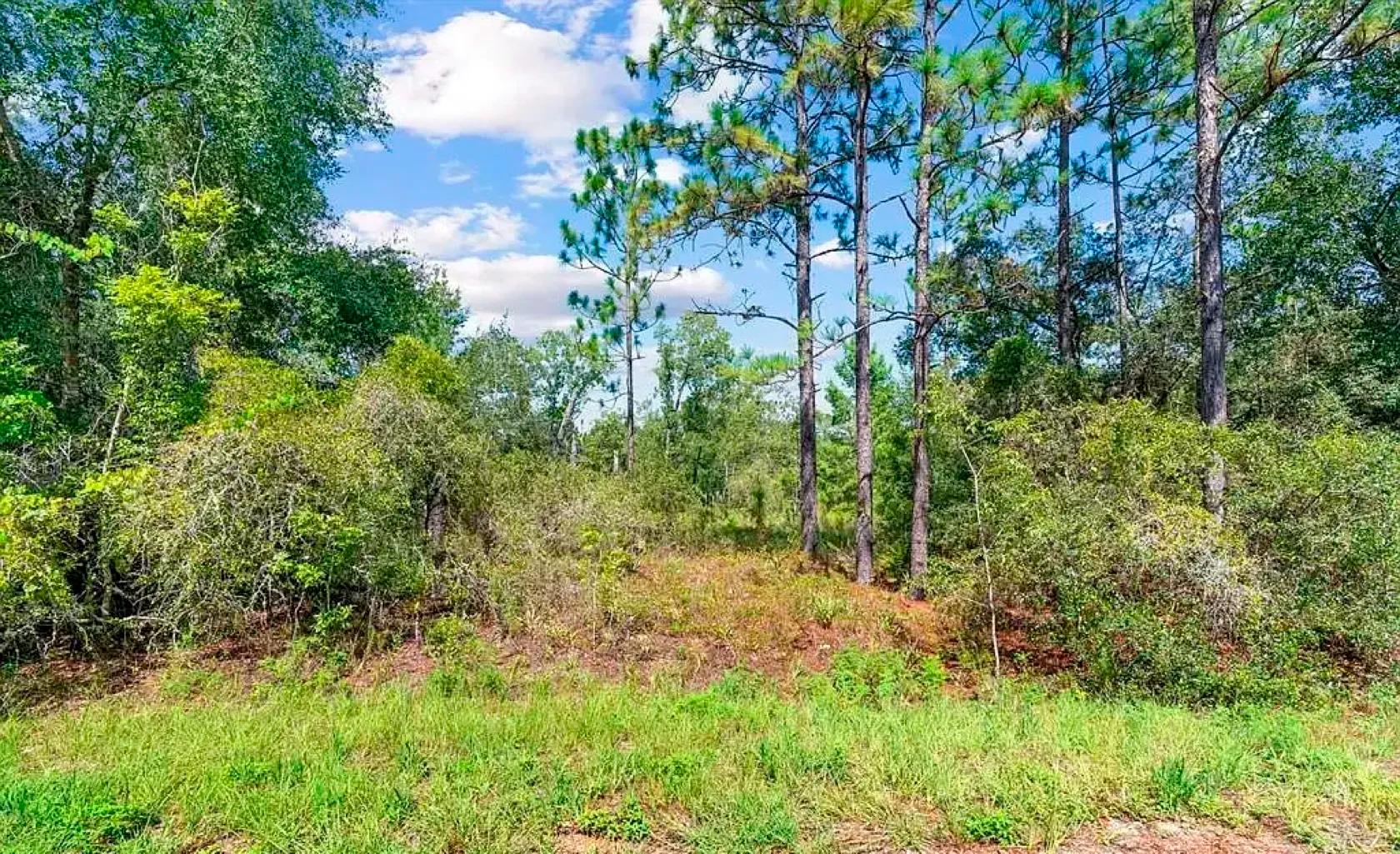 Decorative background for Spacious Building Lot with Power close to Lake Weir image 11