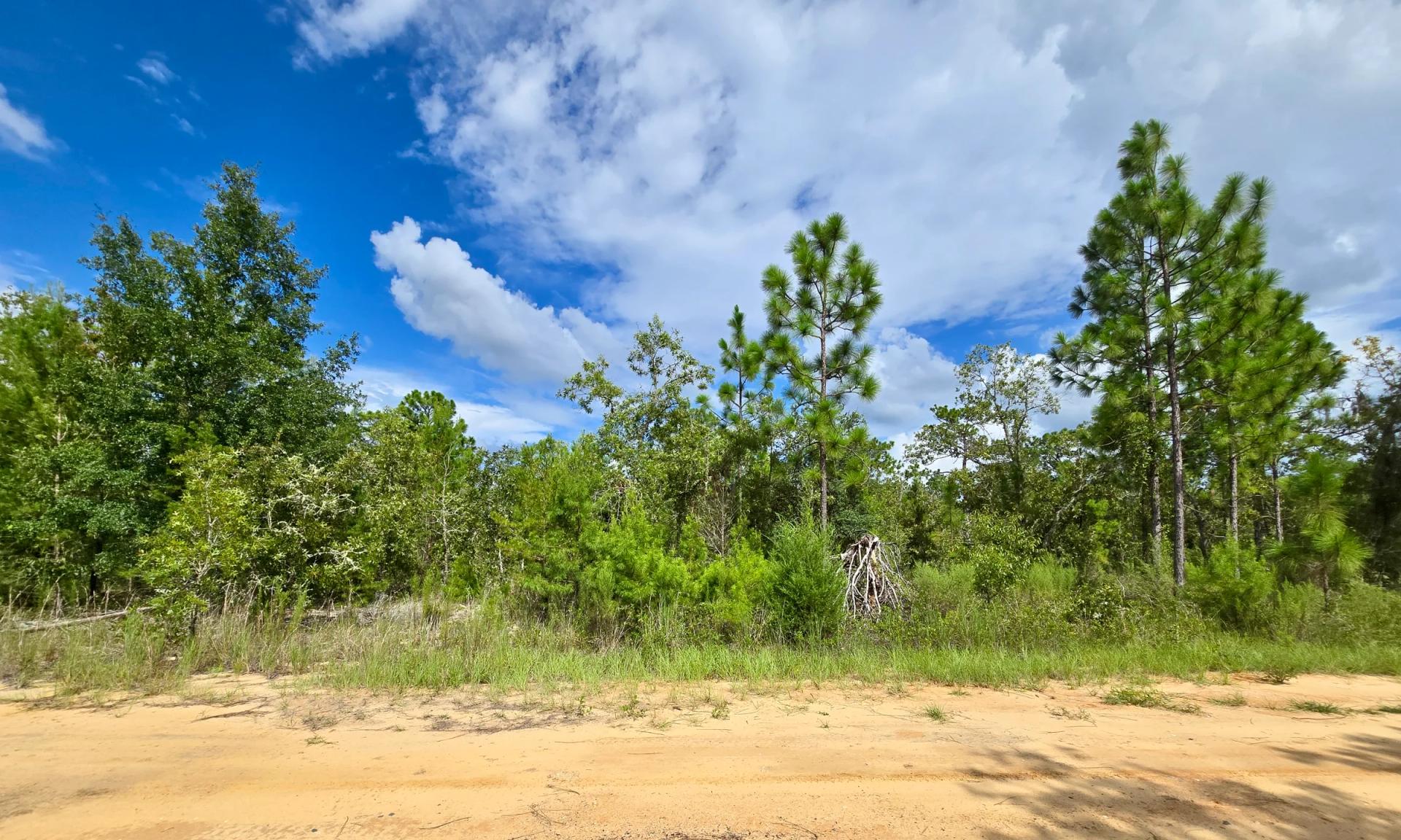 Decorative background for SPACE! Lightly wooded Building Lot with access to Power image 5