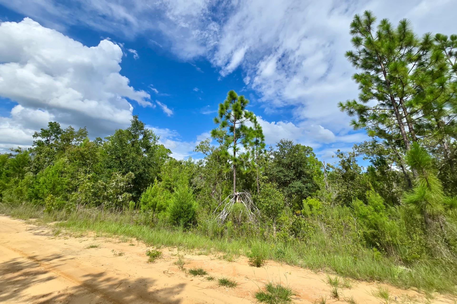 Decorative background for SPACE! Lightly wooded Building Lot with access to Power image 7