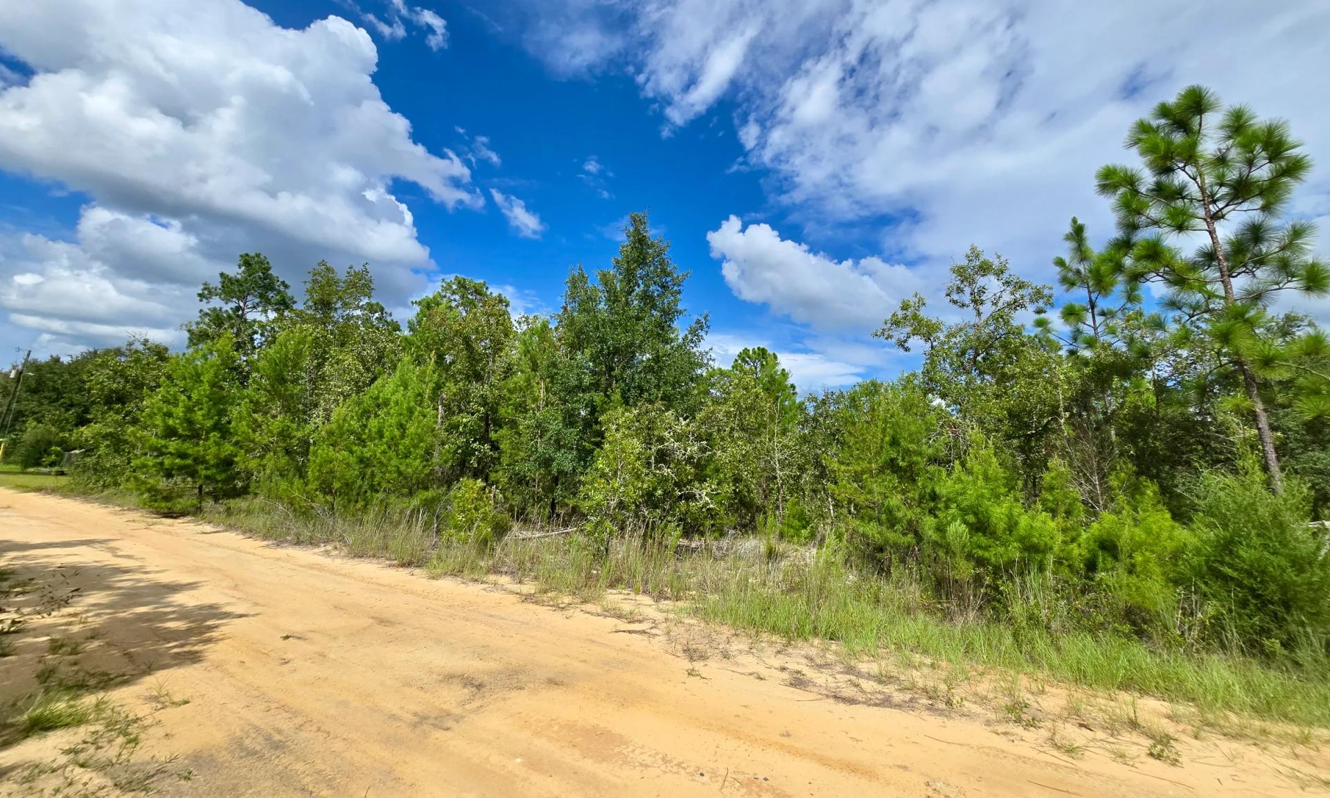 Decorative background for SPACE! Lightly wooded Building Lot with access to Power image 8