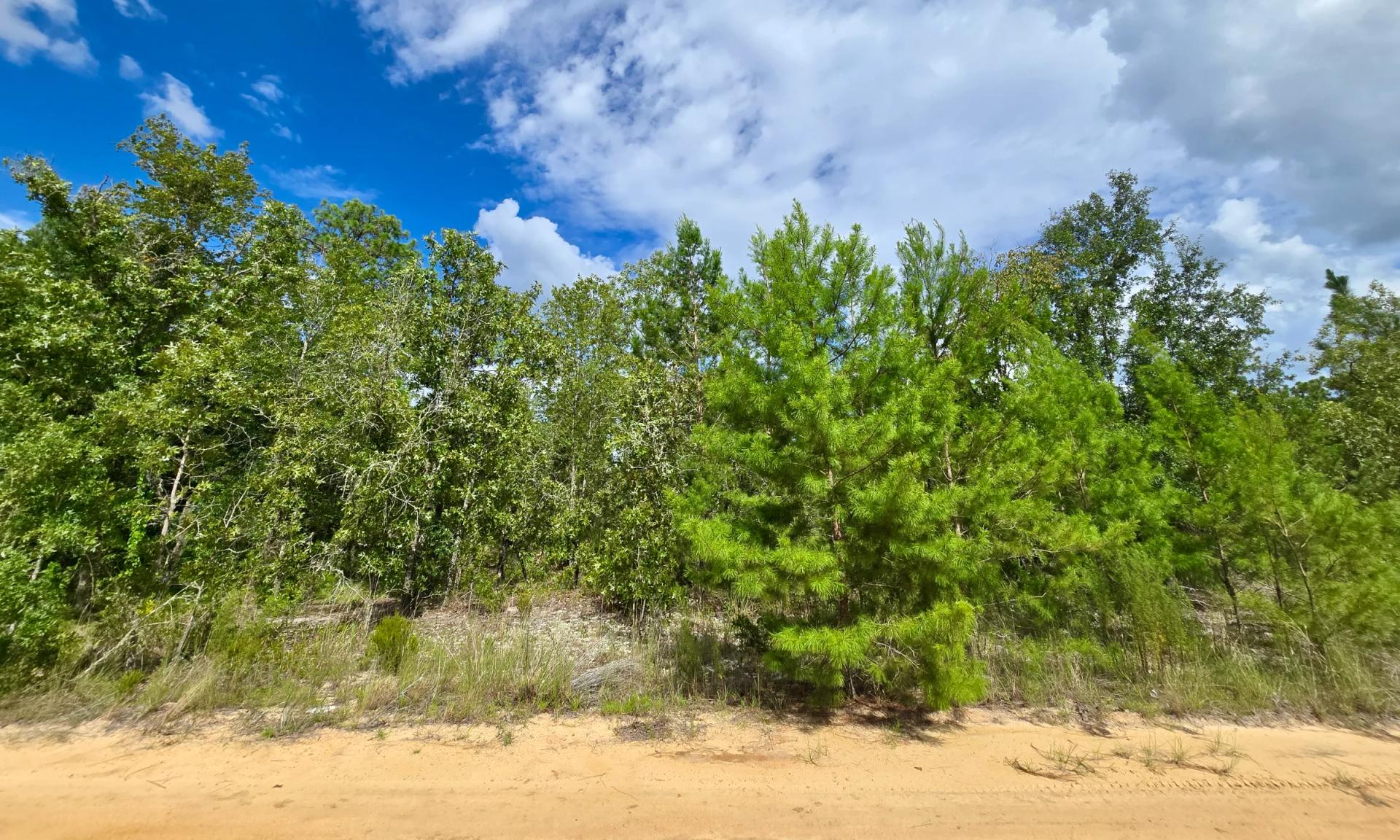 Decorative background for SPACE! Lightly wooded Building Lot with access to Power image 10