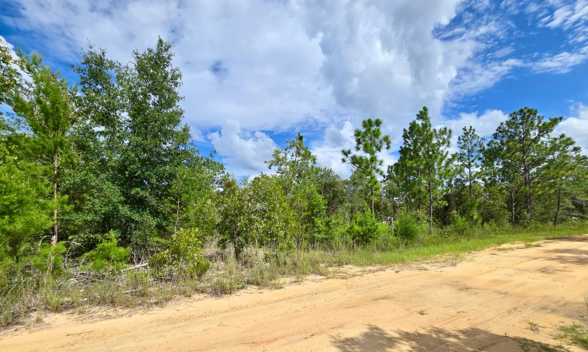 Decorative background for SPACE! Lightly wooded Building Lot with access to Power image 12