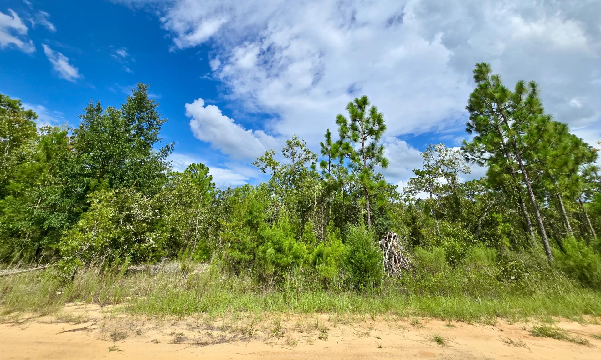 Decorative background for SPACE! Lightly wooded Building Lot with access to Power image 13