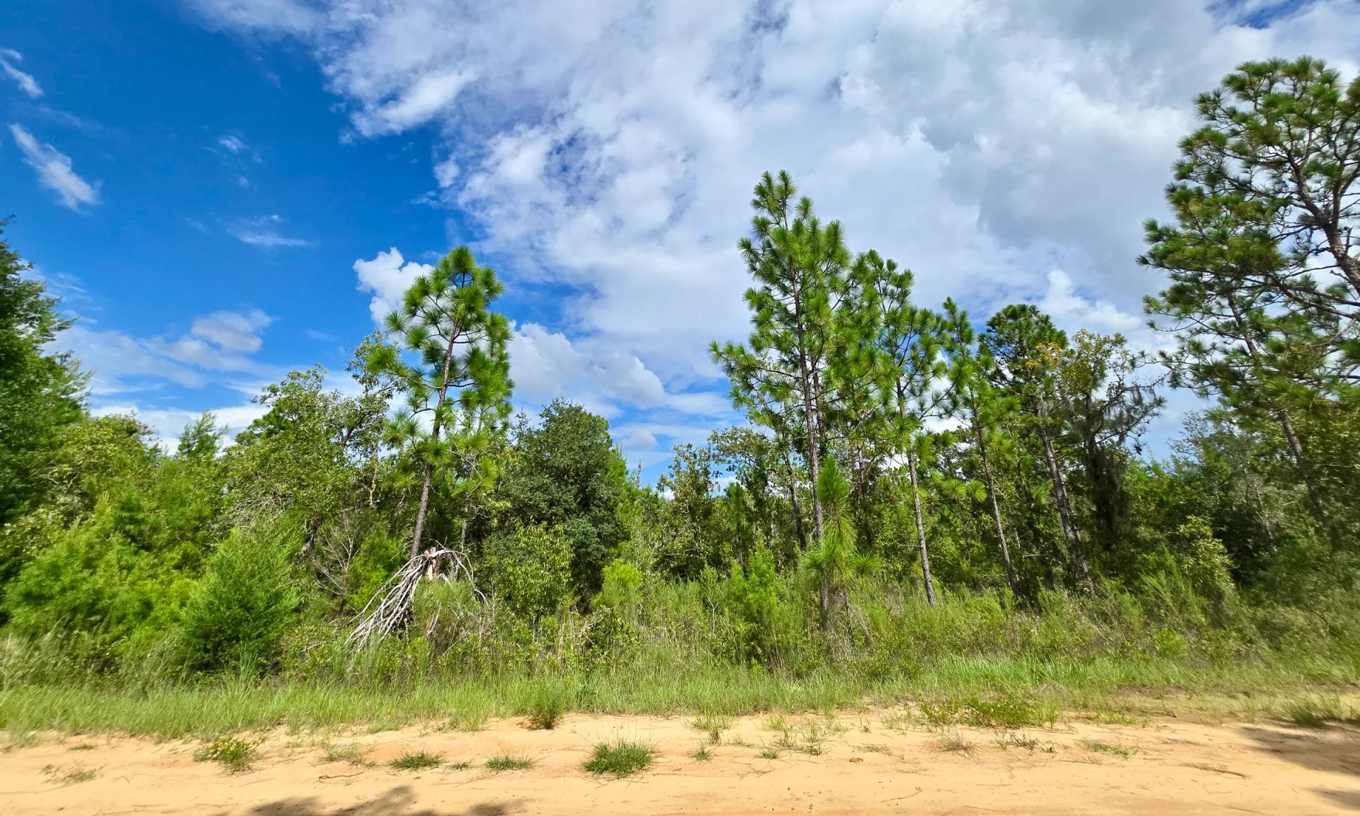 Decorative background for SPACE! Lightly wooded Building Lot with access to Power image 14
