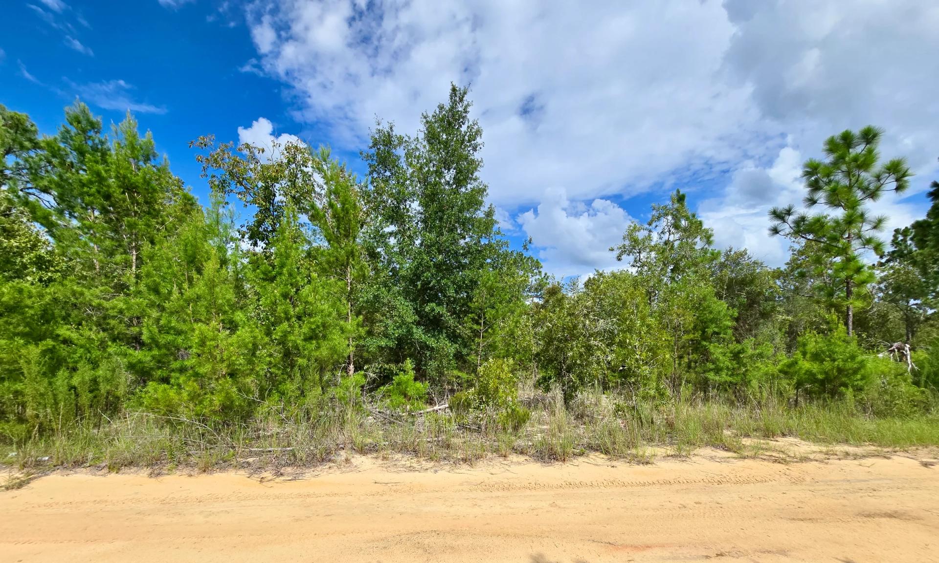 Decorative background for SPACE! Lightly wooded Building Lot with access to Power image 15