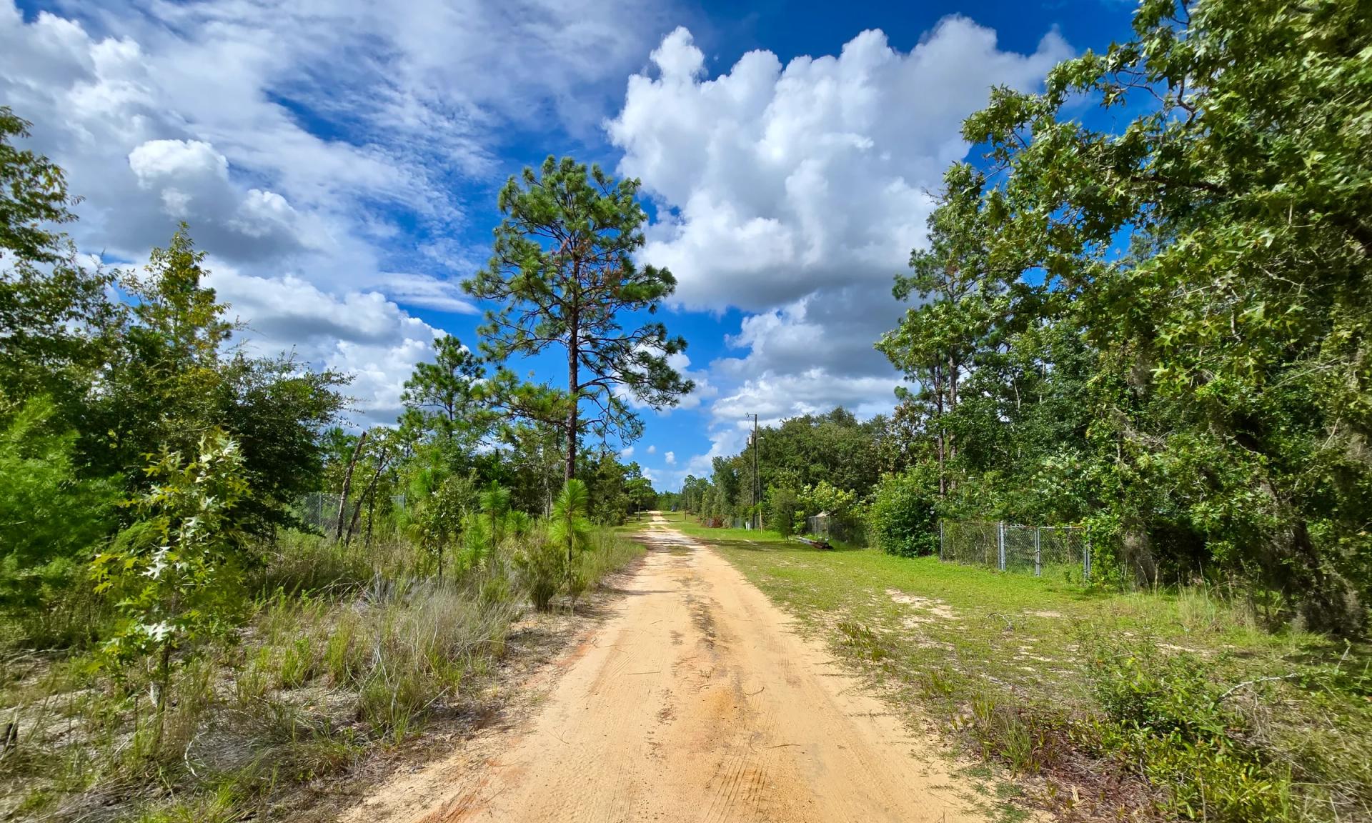 Decorative background for SPACE! Lightly wooded Building Lot with access to Power image 16