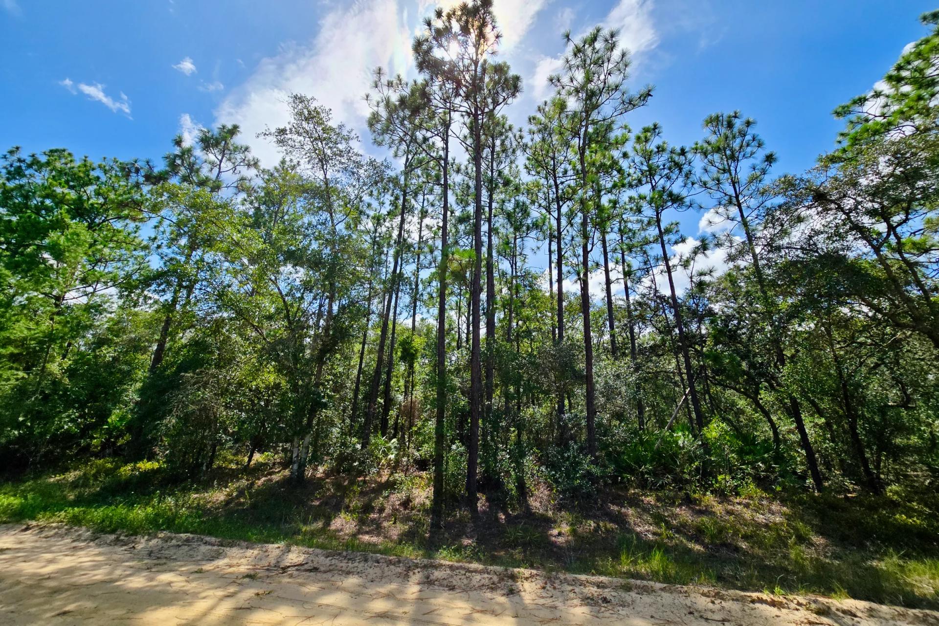 SPACE! Beautiful Double Lot - Image 3