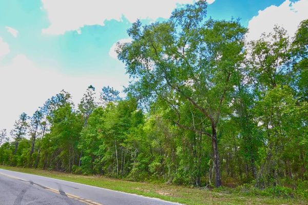 Beautiful Lot at Paved Road — Putnam County, FL