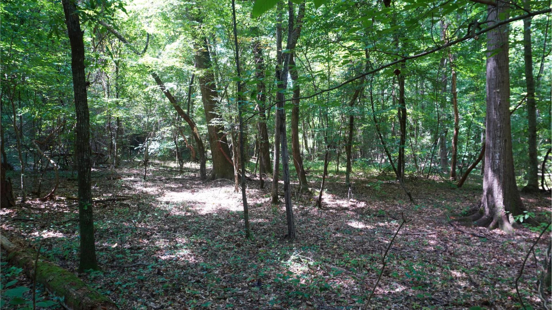Decorative background for 4.40 Wooded Acres Set in Tuscaloosa, Alabama with Creek, Utilities, & Safe Family Cul-de-Sac Living image 7