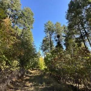 Decorative background for Lakeside Living in Bayview – 0.55 Acres with Power & City Water image 5