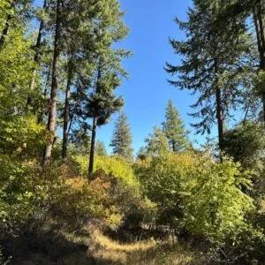 Decorative background for Lakeside Living in Bayview – 0.55 Acres with Power & City Water image 7