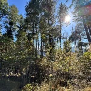 Decorative background for Lakeside Living in Bayview – 0.55 Acres with Power & City Water image 9
