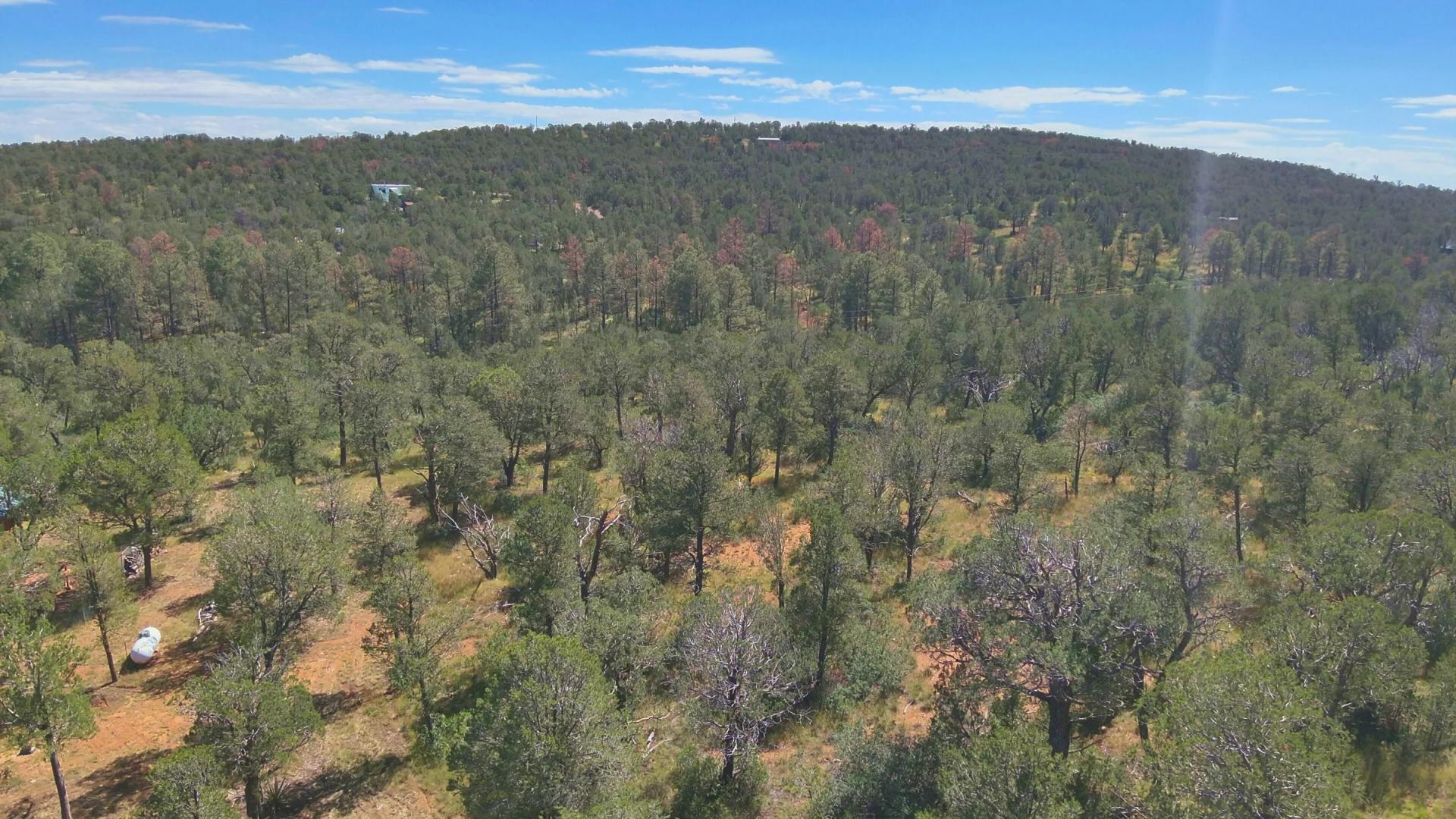 Decorative background for Fall in Love with Mountain Living – 2.49 Acres in Timberon, NM w/ Utilities🔌for Hassle-Free Build & Quiet Retreat image 9