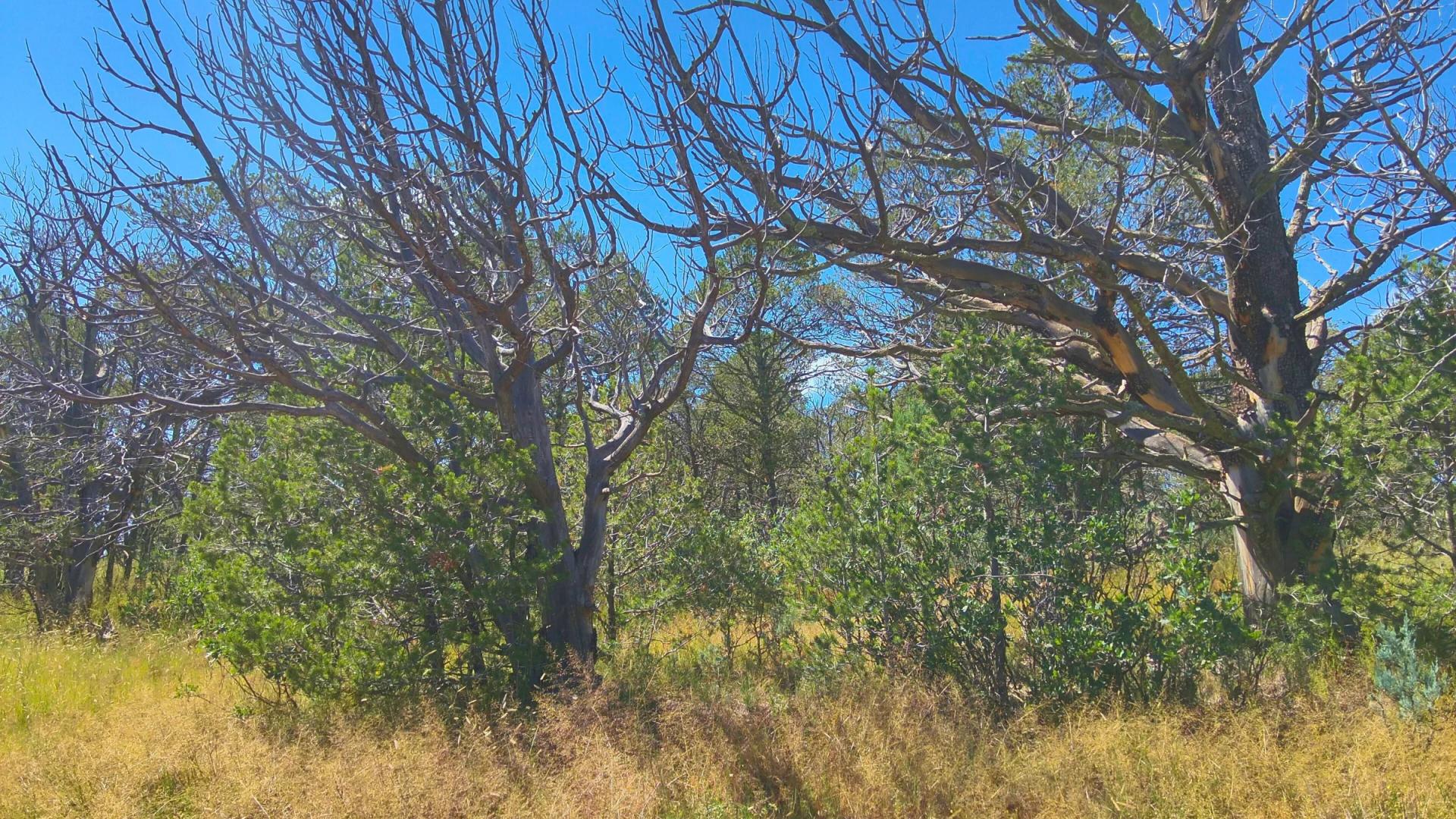 Decorative background for Fall in Love with Mountain Living – 2.49 Acres in Timberon, NM w/ Utilities🔌for Hassle-Free Build & Quiet Retreat image 12