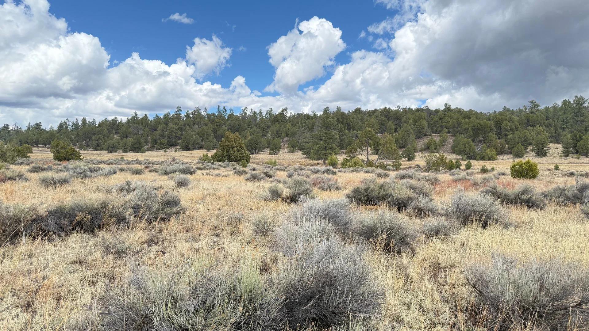 Decorative background for 4.9 acres in Timberlake, NM – Camping Heaven! – Easy Access to Power! image 13