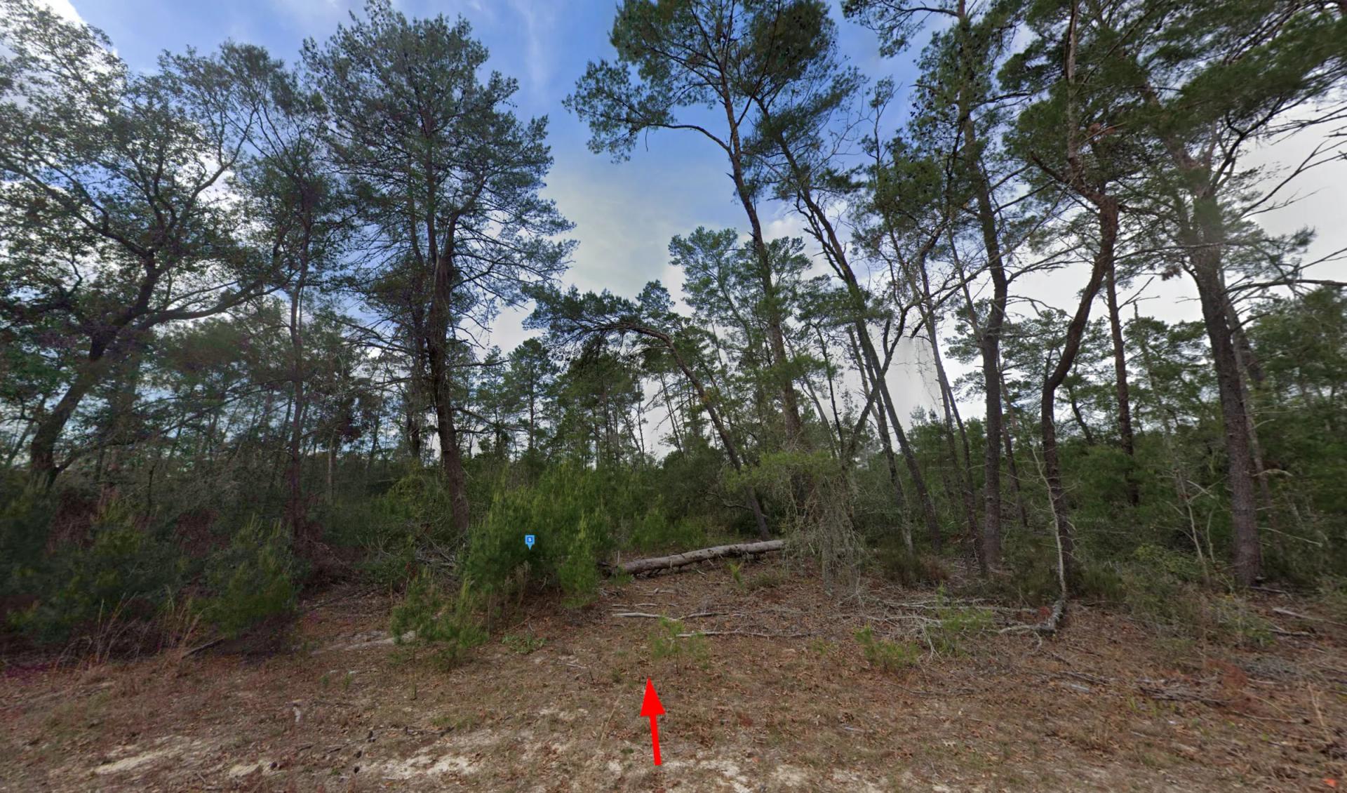Decorative background for 119 CREAGER AVE, INTERLACHEN, FL 32148 image 6