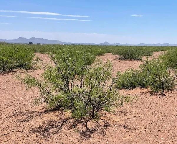 0.49 Acres for Sale in Douglas, Arizona - Image 2