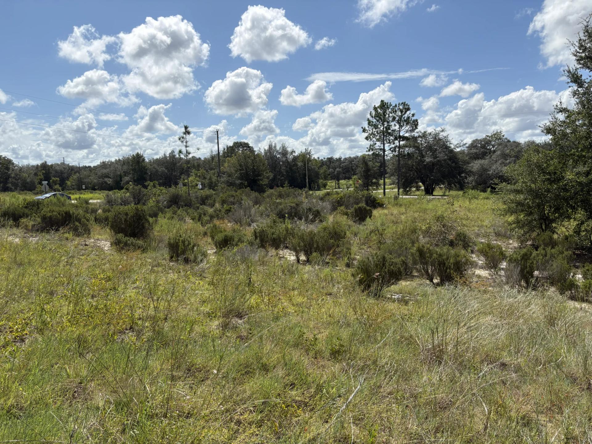 Decorative background for Prime Levy County, FL Outdoor Sportsman Lot for Sale Near World-Class Springs & Gulf Coast image 5