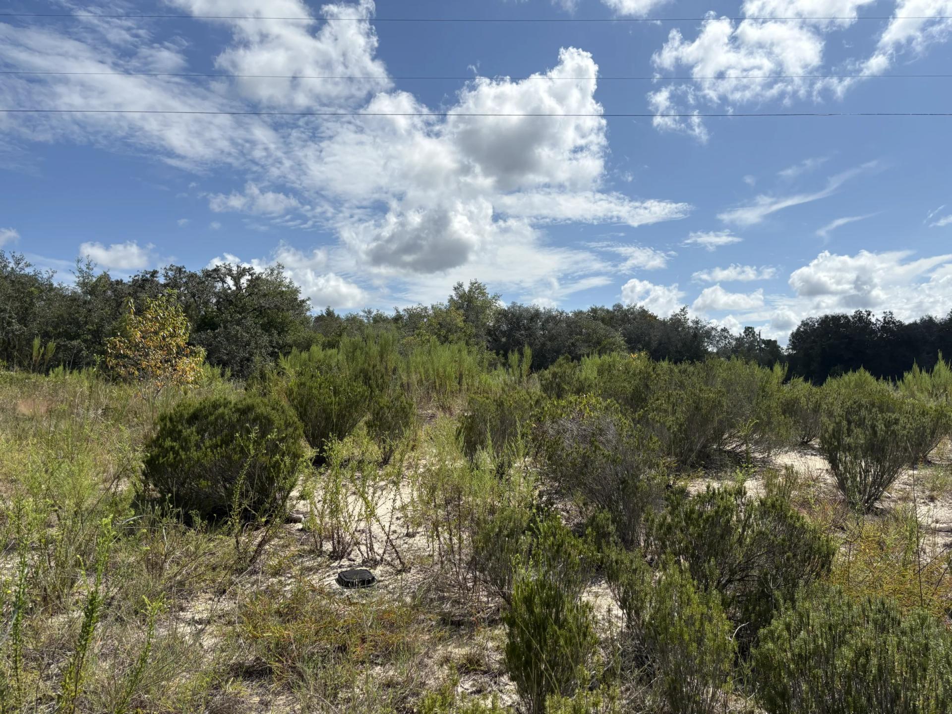 Decorative background for Prime Levy County, FL Outdoor Sportsman Lot for Sale Near World-Class Springs & Gulf Coast image 6
