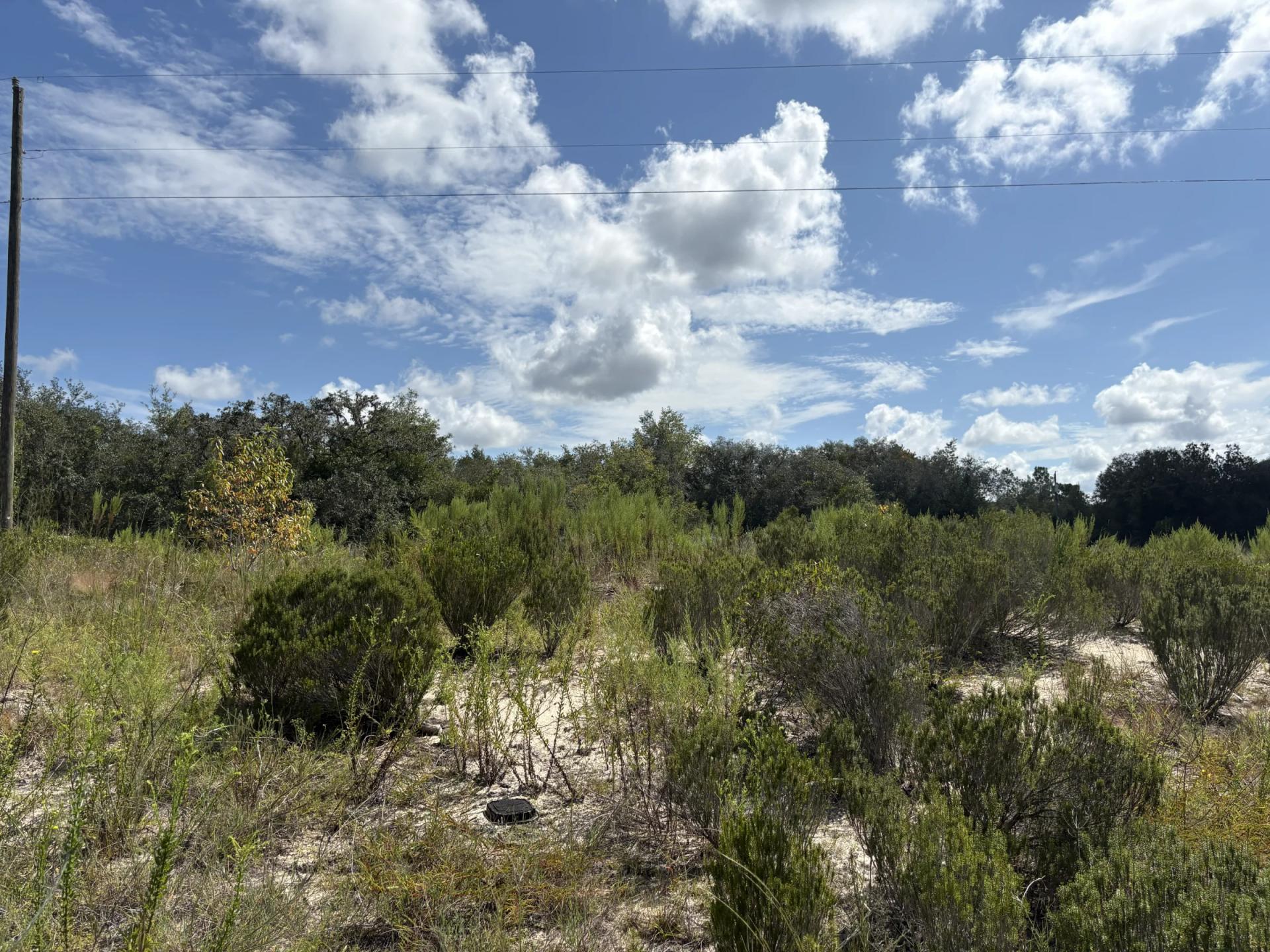 Decorative background for Prime Levy County, FL Outdoor Sportsman Lot for Sale Near World-Class Springs & Gulf Coast image 7