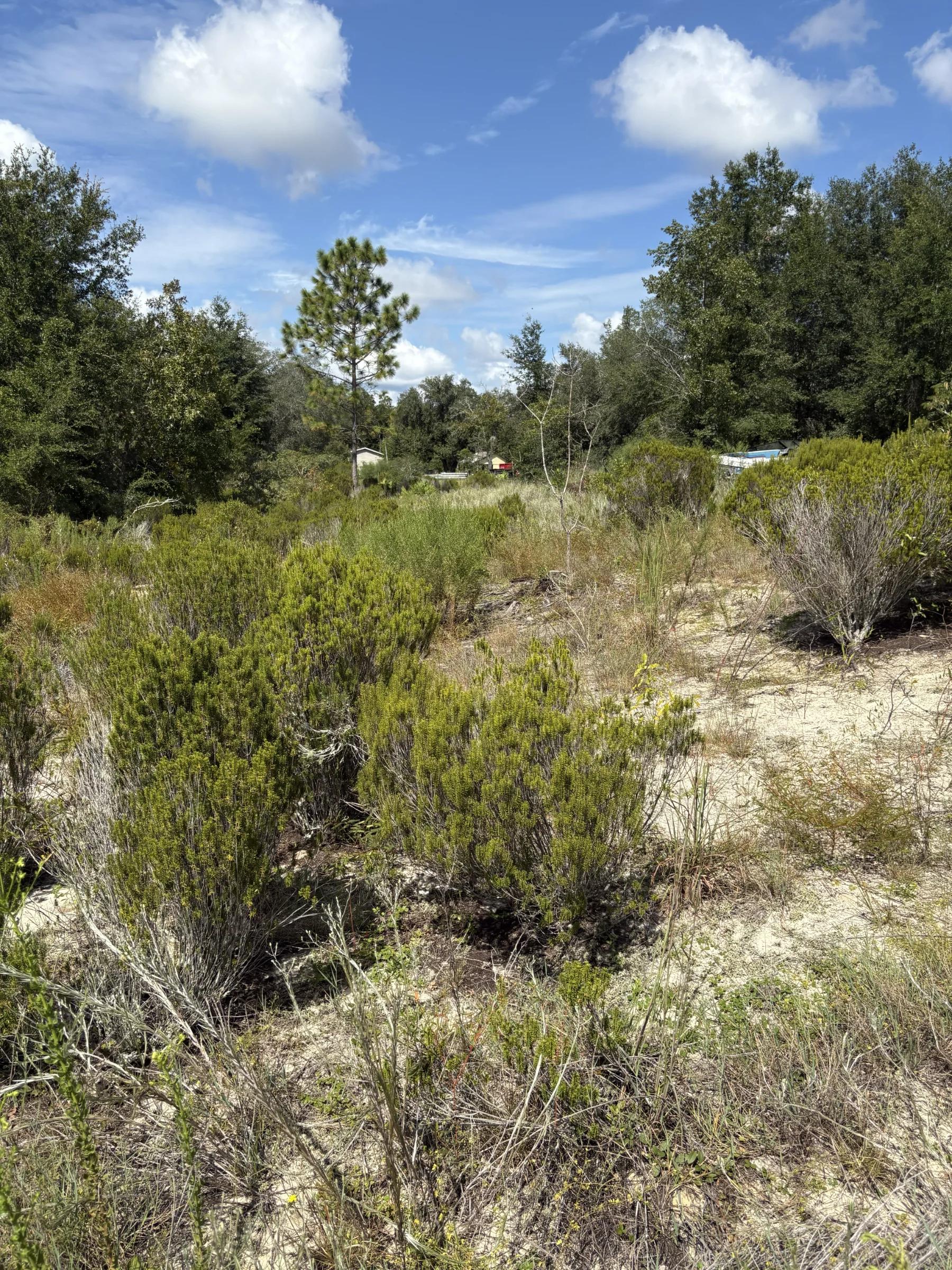 Decorative background for Prime Levy County, FL Outdoor Sportsman Lot for Sale Near World-Class Springs & Gulf Coast image 8