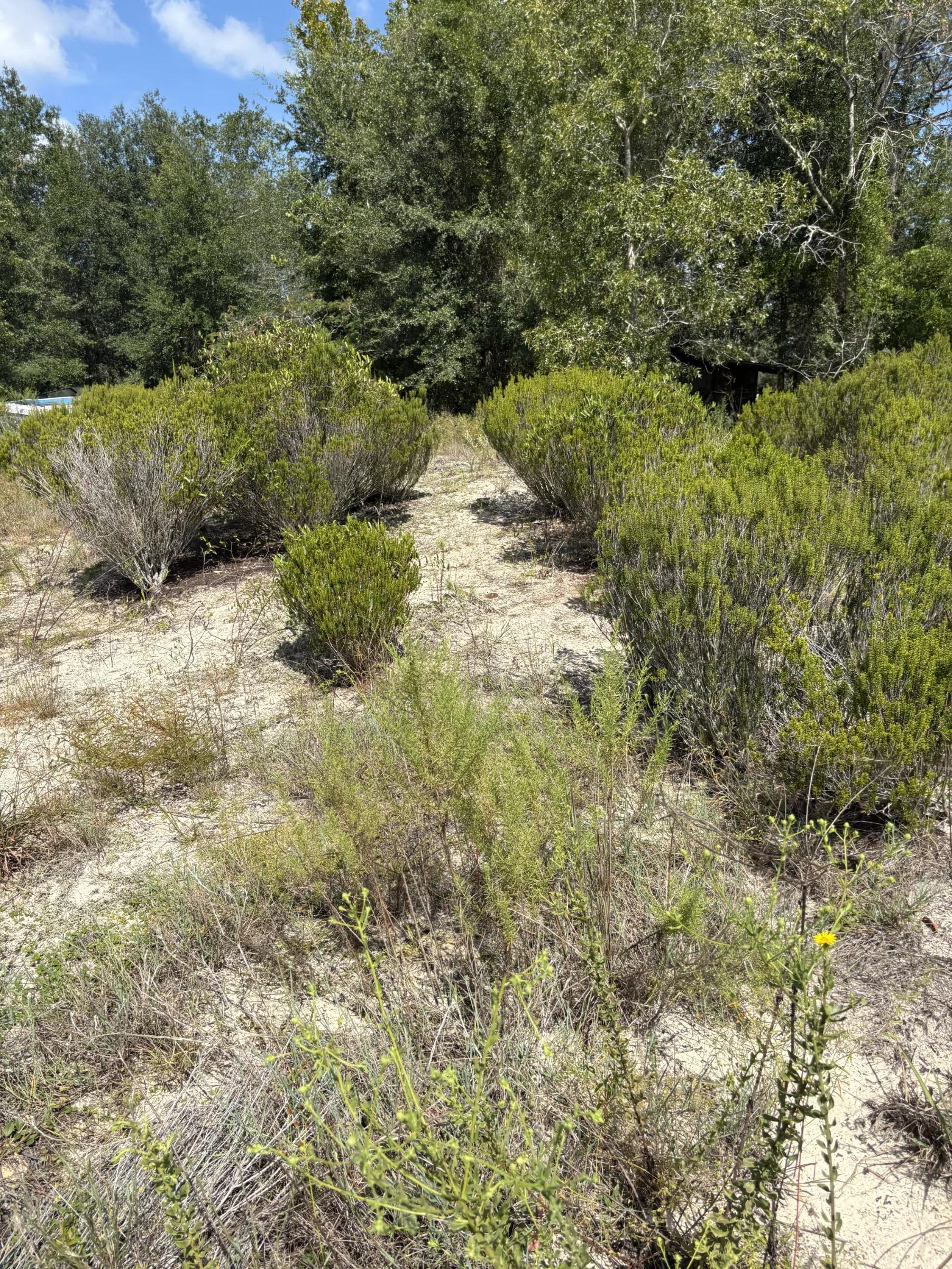 Decorative background for Prime Levy County, FL Outdoor Sportsman Lot for Sale Near World-Class Springs & Gulf Coast image 9