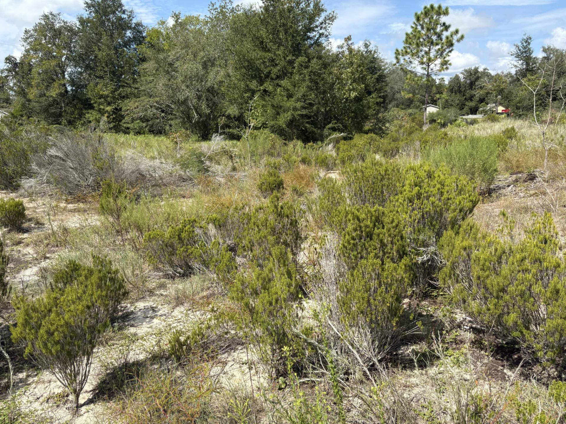 Decorative background for Prime Levy County, FL Outdoor Sportsman Lot for Sale Near World-Class Springs & Gulf Coast image 10