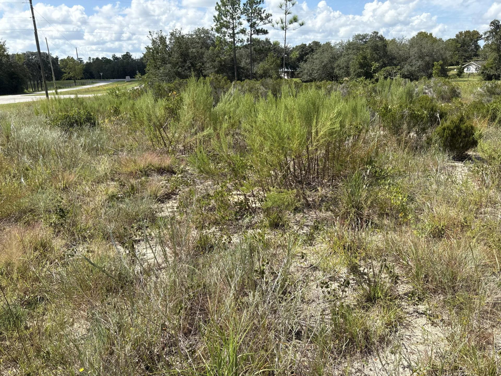 Decorative background for Prime Levy County, FL Outdoor Sportsman Lot for Sale Near World-Class Springs & Gulf Coast image 11