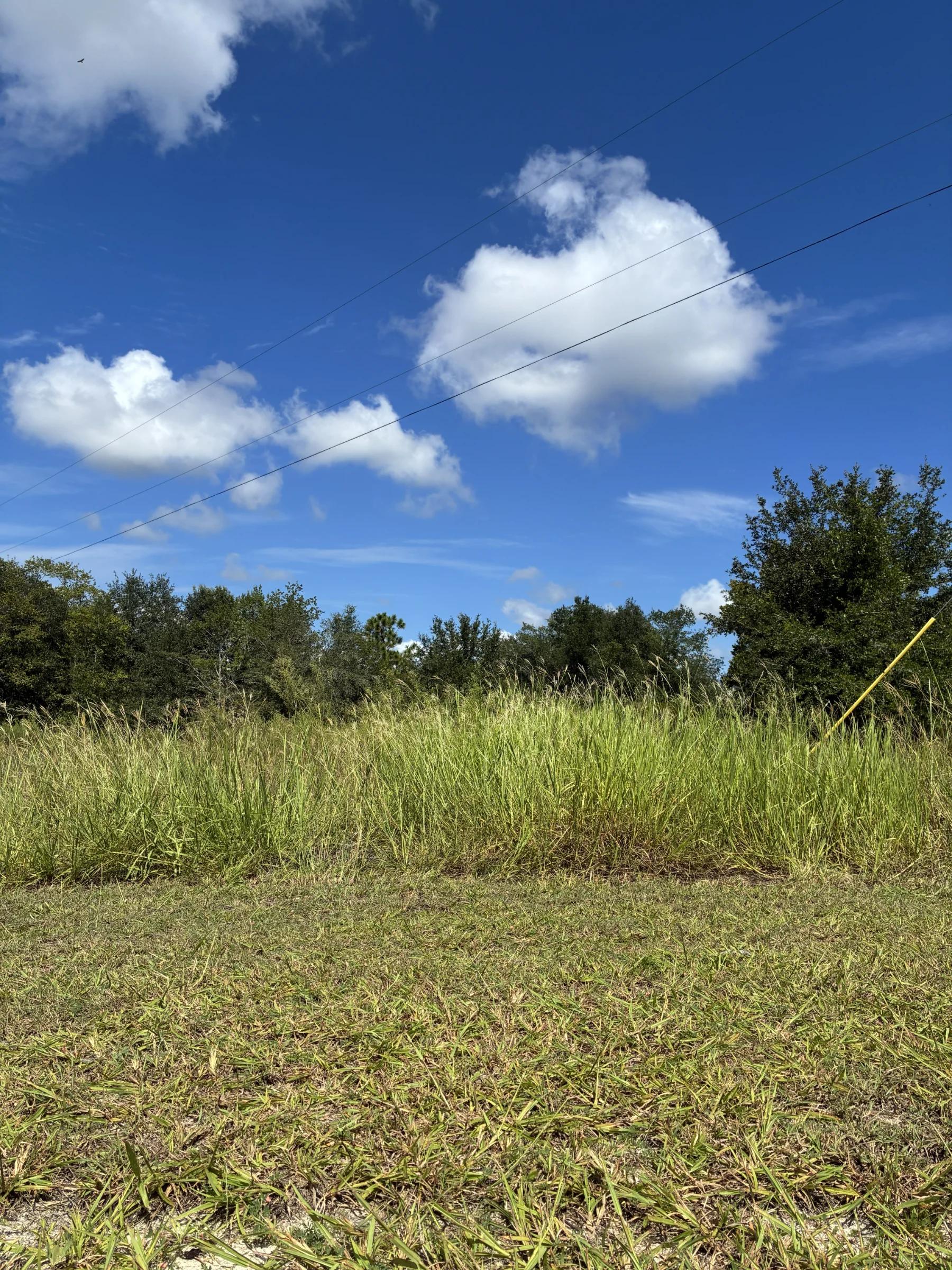 Decorative background for Prime Levy County, FL Outdoor Sportsman Lot for Sale Near World-Class Springs & Gulf Coast image 17
