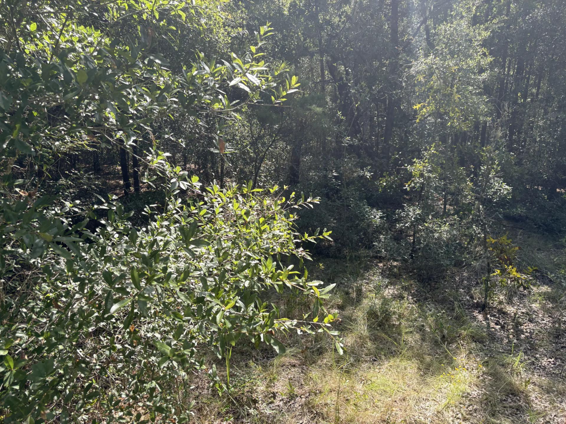 Build Toward a Simpler FL Life Affordably with Vacant Land - Image 2