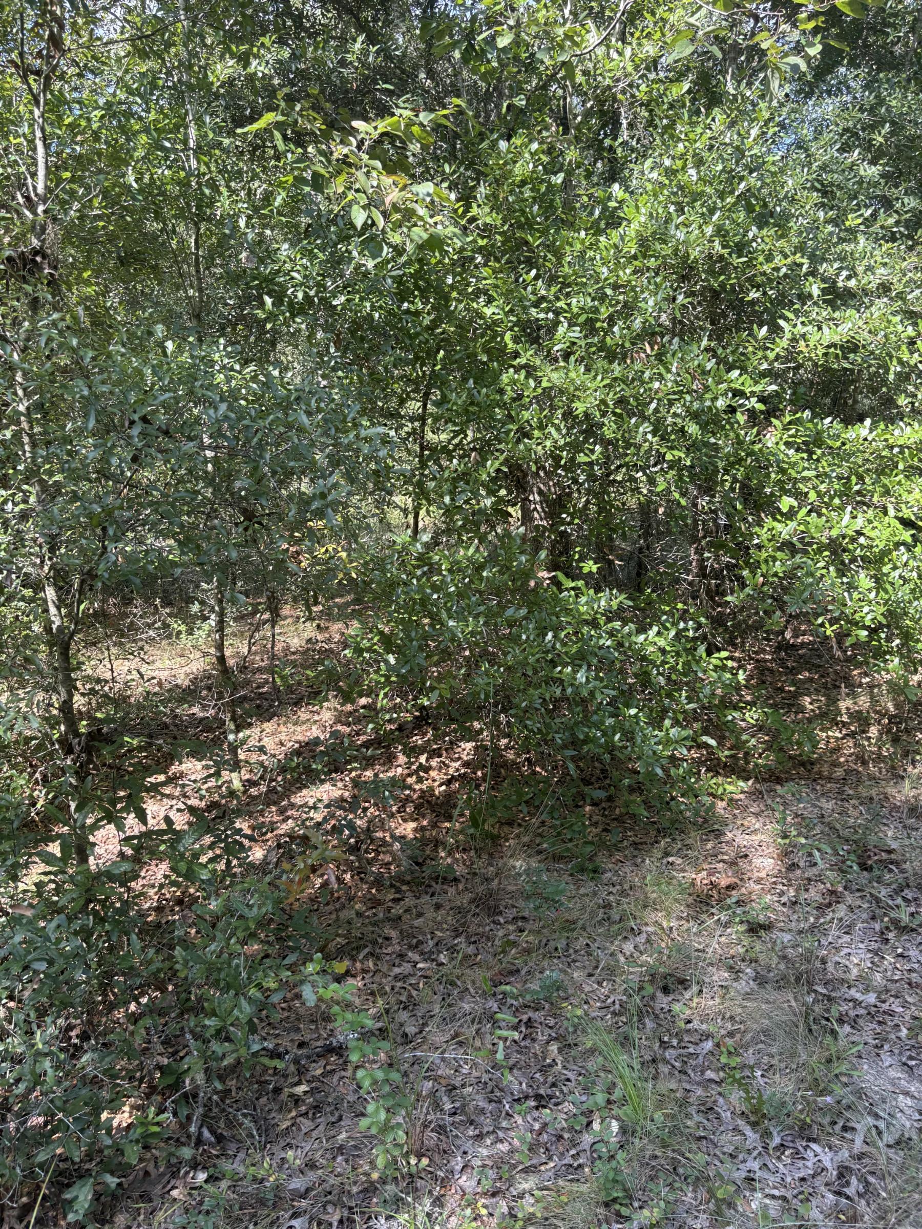 Decorative background for Build Toward a Simpler FL Life Affordably with Vacant Land image 5
