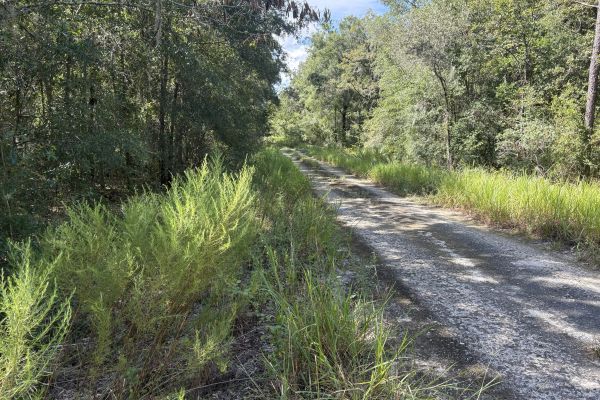 Build Toward a Simpler FL Life Affordably with Vacant Land — Levy County, FL