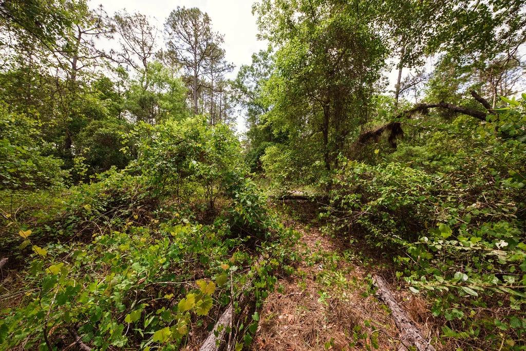 Decorative background for Buy .46 Acres w/o Breaking the Bank image 9