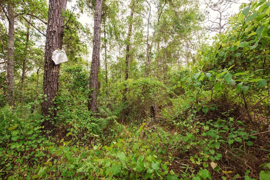 Decorative background for Buy .46 Acres w/o Breaking the Bank image 11