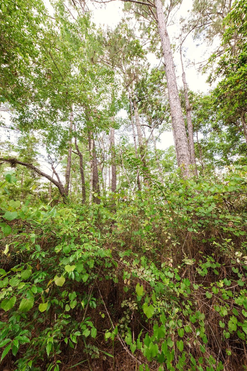 Decorative background for Buy .46 Acres w/o Breaking the Bank image 7