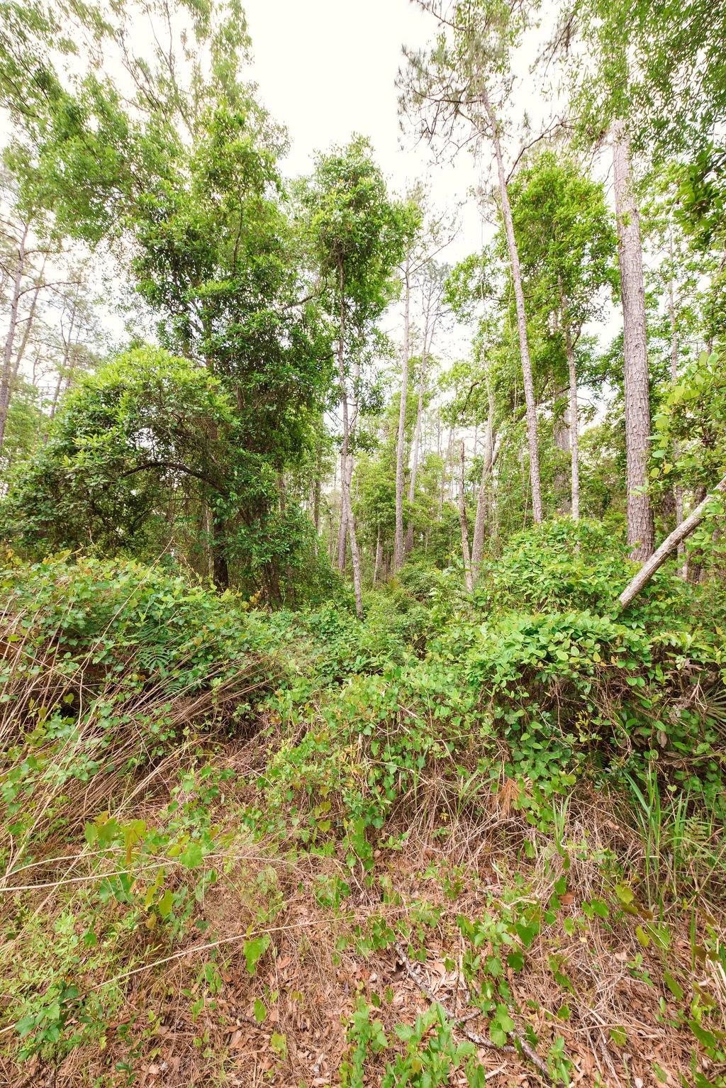 Decorative background for Buy .46 Acres w/o Breaking the Bank image 12