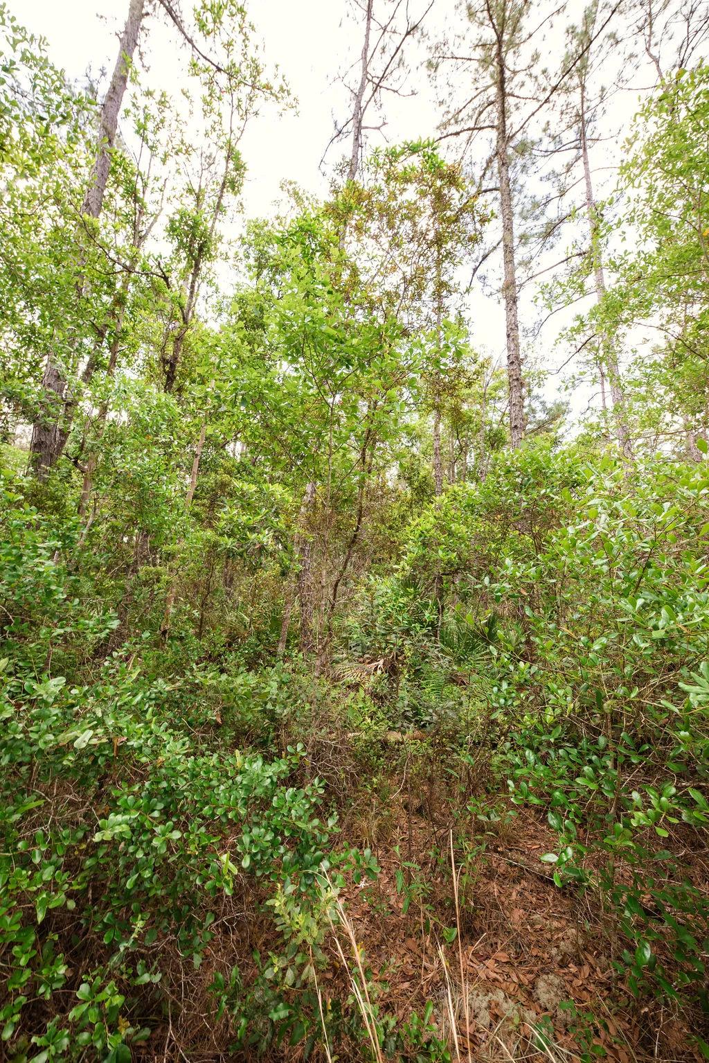 Decorative background for Buy .46 Acres w/o Breaking the Bank image 13
