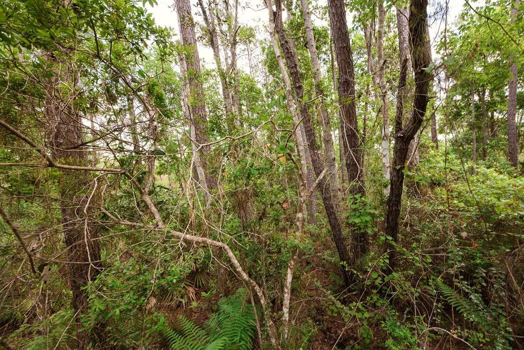 Decorative background for Buy .46 Acres w/o Breaking the Bank image 14