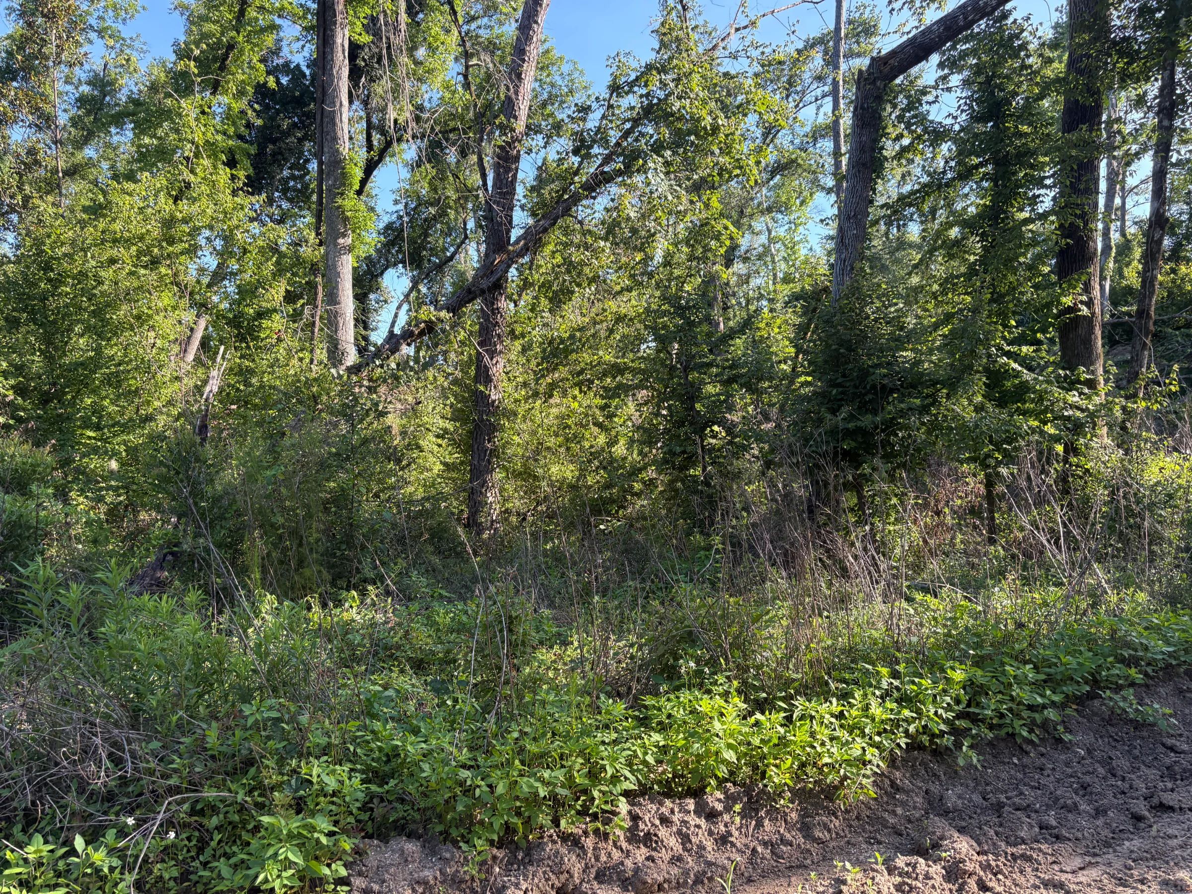 Build an Affordable Life Near Florida's Springs and Rivers in Suwannee County, FL