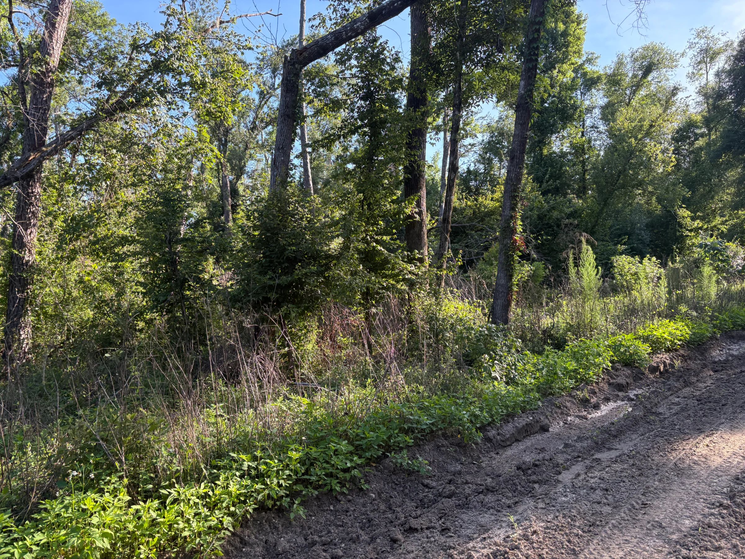 Build an Affordable Life Near Florida's Springs and Rivers in Suwannee County, FL