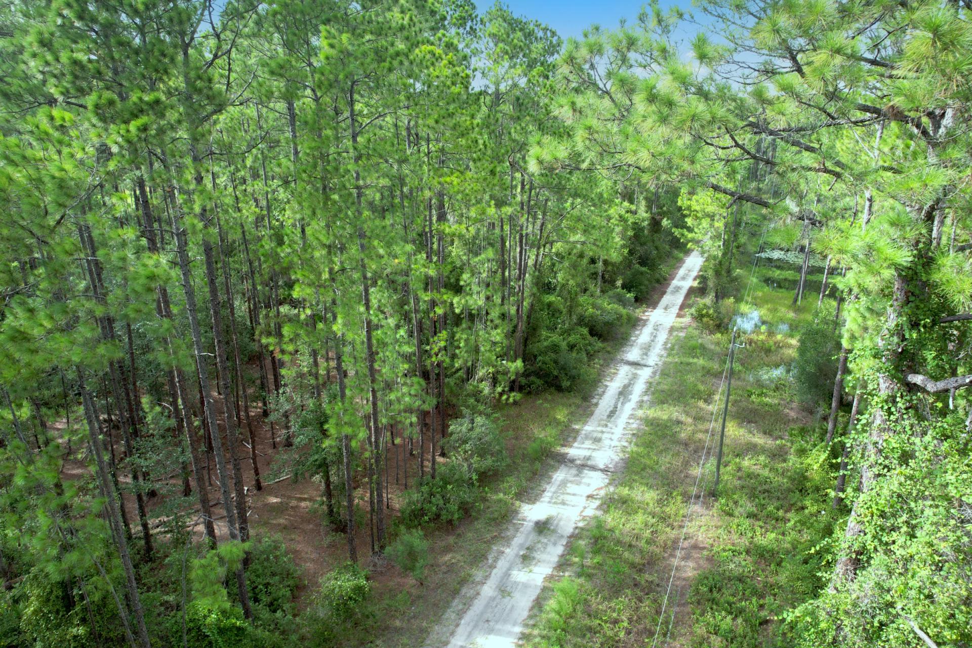 Decorative background for FL Land for Sale Near Lake George image 9