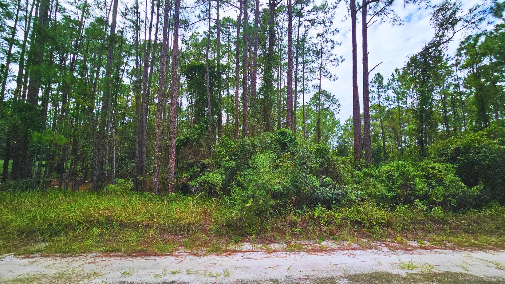 Decorative background for FL Land for Sale Near Lake George image 6