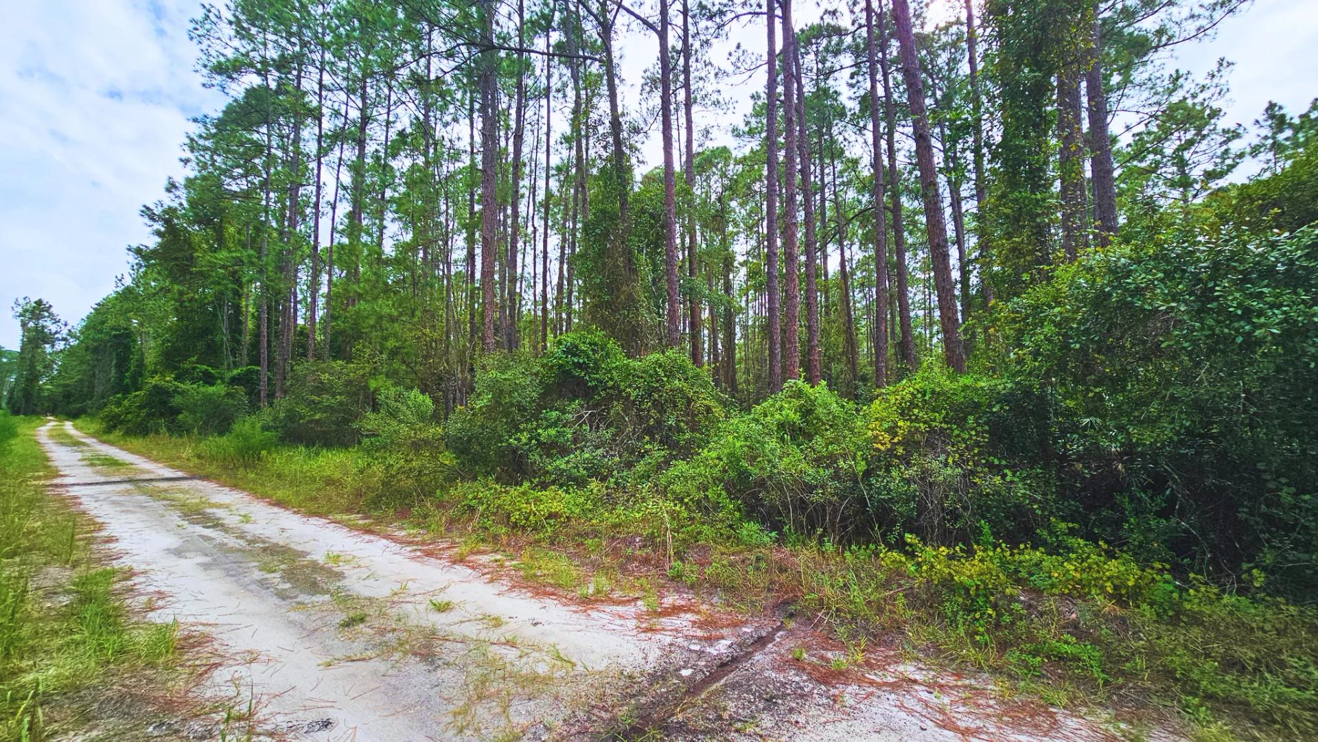 Decorative background for FL Land for Sale Near Lake George image 7