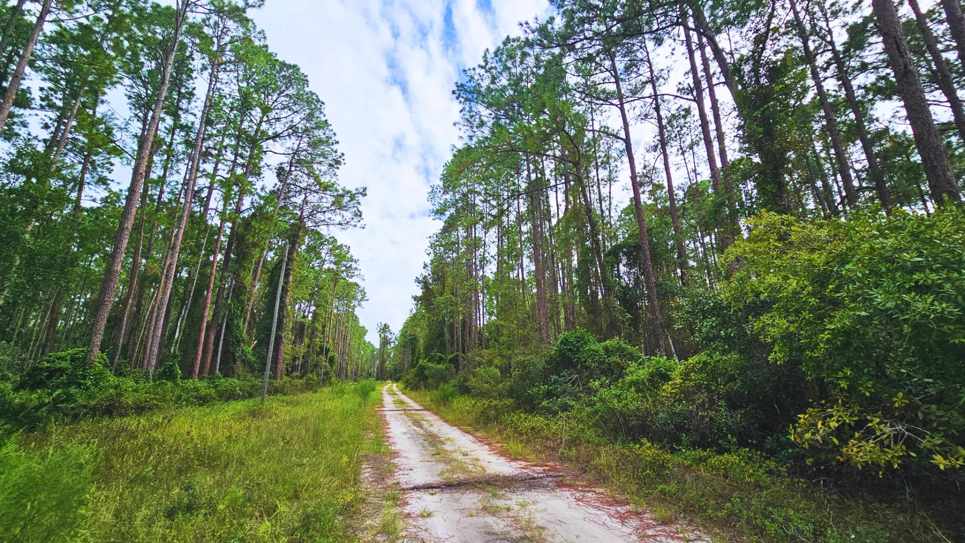 Decorative background for FL Land for Sale Near Lake George image 8