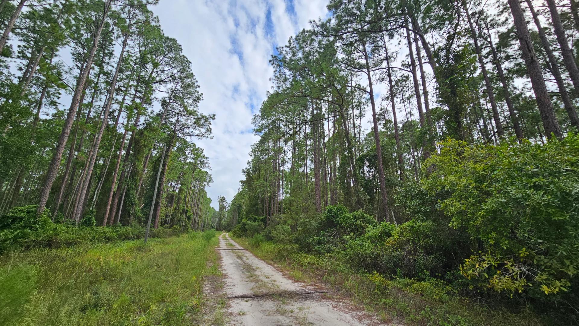 FL Land for Sale Near Lake George - Main image